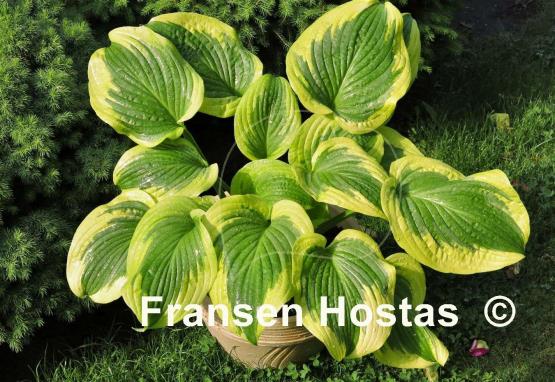 Hosta Avalanche